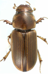 Aidophus infuscatopennis